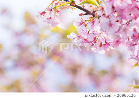 河津櫻花櫻花早櫻花櫻花圖像素材複製空間背景素材字母 20960126