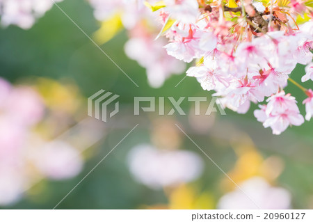 河津櫻花櫻花早櫻花櫻花圖像素材複製空間背景素材字母 20960127