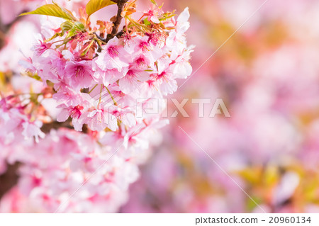 河津櫻花櫻花早櫻花櫻花圖像素材複製空間背景素材字母 河津櫻花櫻花早櫻花櫻花圖像素材複製空間背景素材字母 20960134