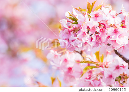 河津櫻花櫻花早櫻花櫻花圖像素材複製空間背景素材字母 河津櫻花櫻花早櫻花櫻花圖像素材複製空間背景素材字母 20960135