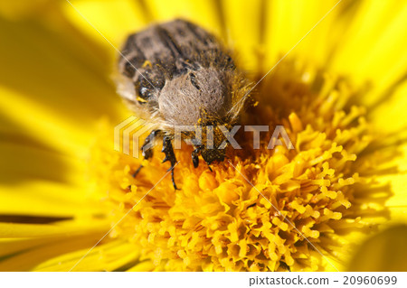 Tropinota hirta insect on yellow flower macro 20960699