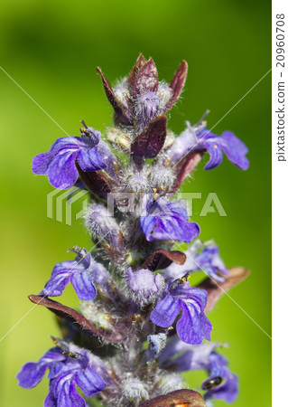 Ajuga plant with blue flowers close up outdoors 20960708