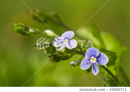 Beautiful floral background flowers veronica 20960711