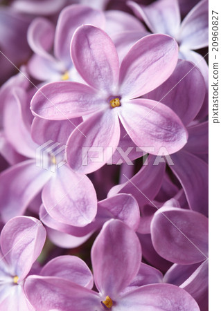 Floral background of blooming flowers purple lilac Floral background of blooming flowers purple lilac 20960827