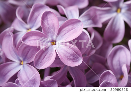 beautiful floral background of purple lilac macro beautiful floral background of purple lilac macro 20960828
