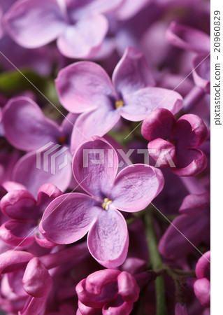 Beautiful sprig of fragrant pink lilac blossoms 20960829