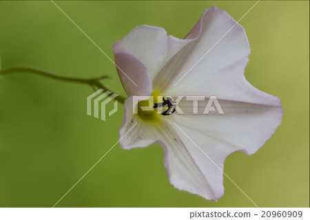 macro close   of    background 20960909