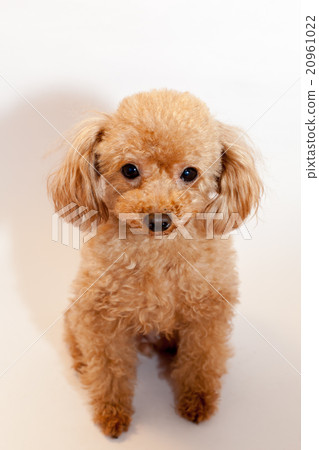 toy poodle  20961022