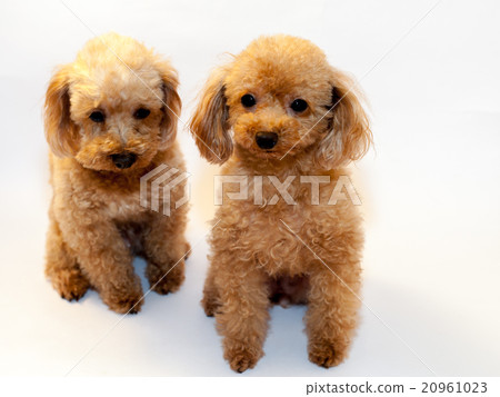 toy poodle  20961023