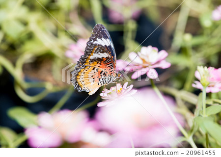 leopard lacewing butterfly. leopard lacewing butterfly. 20961455