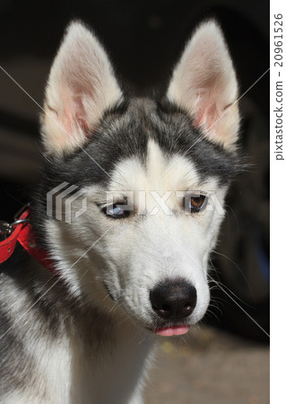 female husky puppy with colored eyes closeup female husky puppy with colored eyes closeup 20961526