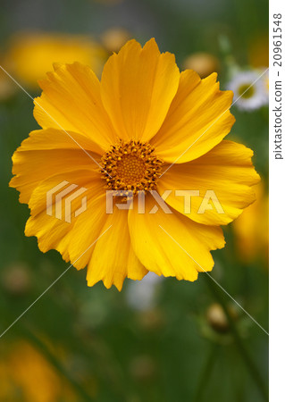 Beautiful yellow coreopsis flower closeup 20961548