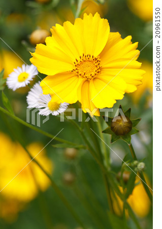 coreopsis flower on a background of wild flowers 20961550