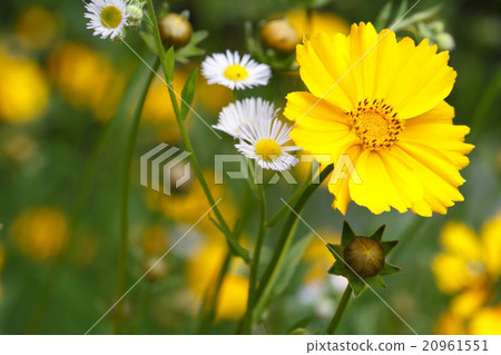 floral background of yellow coreopsis flower 20961551