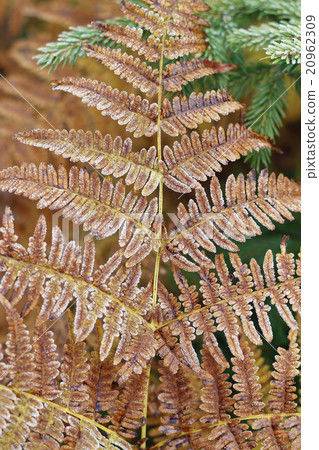 Detail of frozen leaf fern 20962309