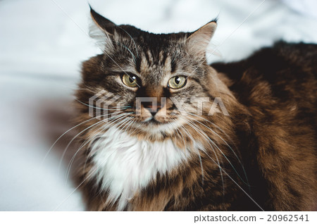 Gray cat with stripped fur white chest  on white 20962541