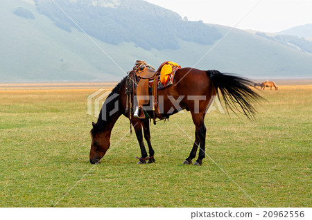 Brown saddled horse grazing in field. 20962556