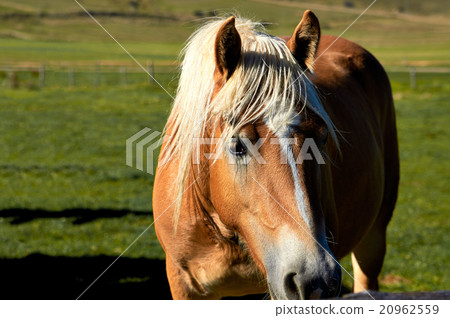 Brown saddled horse grazing in field. 20962559