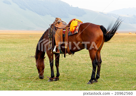 Brown saddled horse grazing in field. 20962560