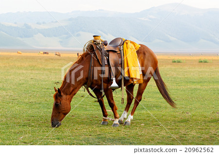 Brown saddled horse grazing in field. 20962562