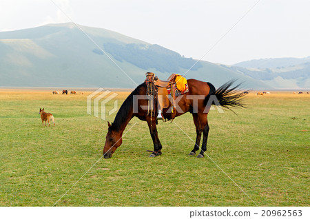 Brown saddled horse grazing in field. Brown saddled horse grazing in field. 20962563