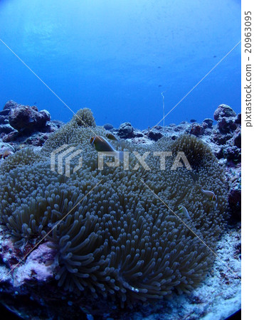 Hanabira mushroom fish living in Palauan sea anemone 20963095