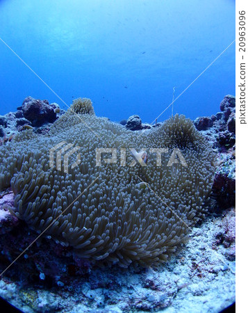 Hanabira mushroom fish living in Palauan sea anemone 20963096
