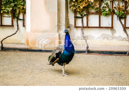 Peacock in Wallenstein Palace Garden Peacock in Wallenstein Palace Garden 20963309
