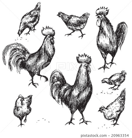 Hand drawn roosters and hens 20963354