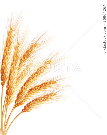 Spikelets and grains of wheat. EPS 10 20964264