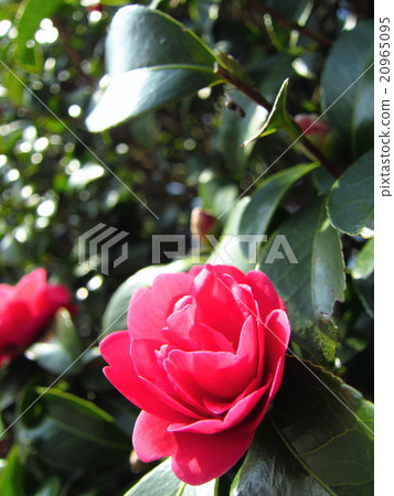 Flowers of Satake flowers 20965095