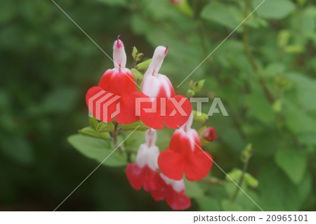 櫻桃鼠尾草 20965101