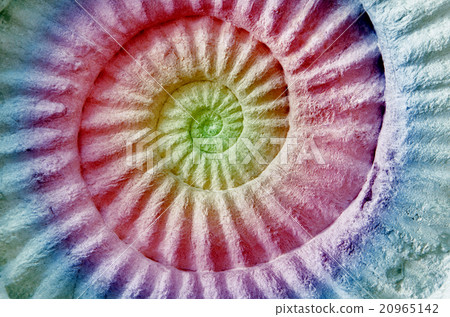 Abstract colorful Ammonite prehistoric fossil. Abstract colorful Ammonite prehistoric fossil. 20965142