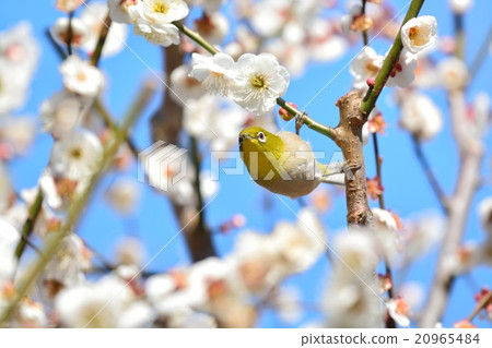 Plum blossoms and mezzo (N) Plum blossoms and mezzo (N) 20965484