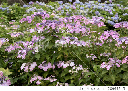  Gaku hydrangea 20965545