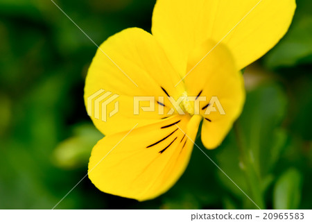 Pansy Pansy 20965583