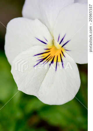 Pansy Pansy 20965587