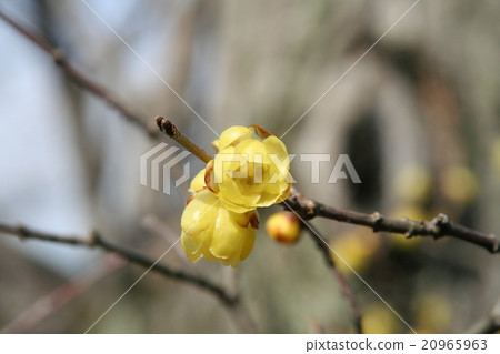 Wax plum 20965963