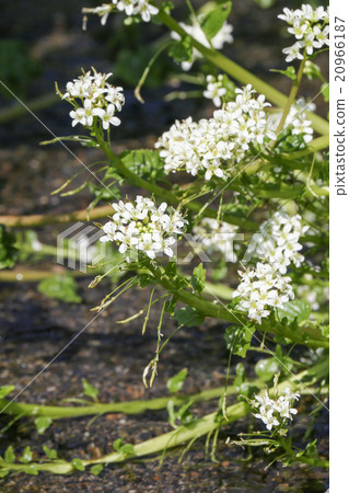 芥末花 芥末花 20966187