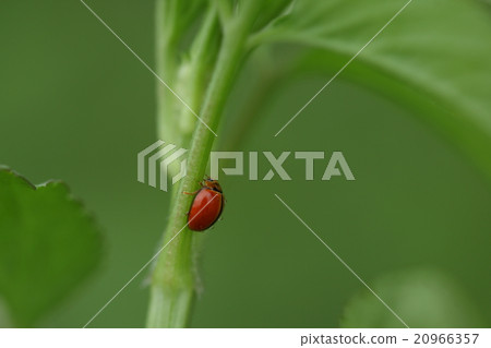 生物昆蟲開羅Tentou,2月下旬,雨後Ishigakijima。我在運河邊的草地上走了很多路 生物昆蟲開羅Tentou,2月下旬,雨後Ishigakijima。我在運河邊的草地上走了很多路 20966357