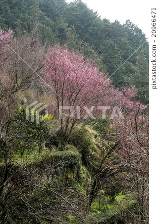 Okame cherry tree blooming in the village Okame cherry tree blooming in the village 20966471
