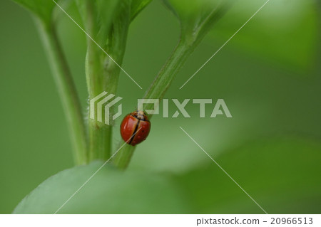 生物昆蟲chairo茶壺,黑色條紋出現橙色到棕色而不是棕色魅力點 生物昆蟲chairo茶壺,黑色條紋出現橙色到棕色而不是棕色魅力點 20966513