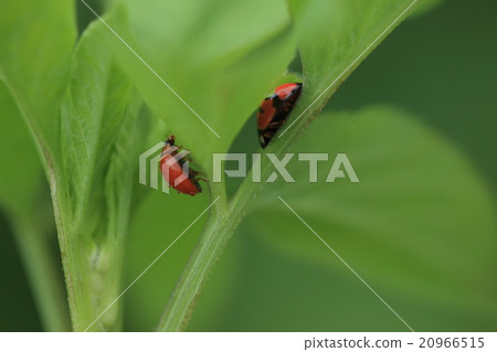 Creatures Insects Cairo Tentou, hidden is Dandara tentou. A luxurious shot for ladybirds? Creatures Insects Cairo Tentou, hidden is Dandara tentou. A luxurious shot for ladybirds? 20966515