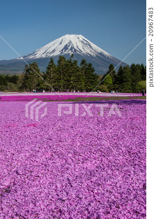 Shibazakura和富士山 Shibazakura和富士山 20967483
