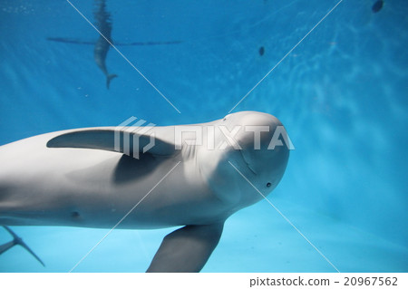 Finless Porpoise 20967562