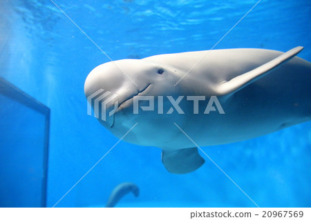 Snammer 7 Snammer 7 20967569