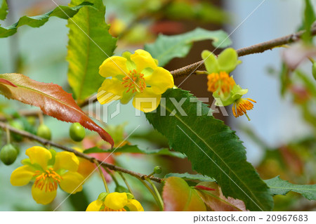 Mickey Umnoki Flower 20967683