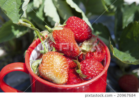 Strawberry fields entered the cup 20967684
