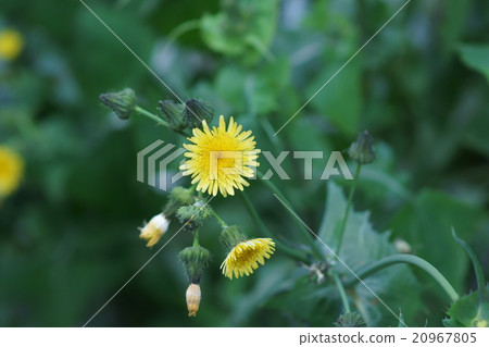 Spring noodako Spring noodako 20967805