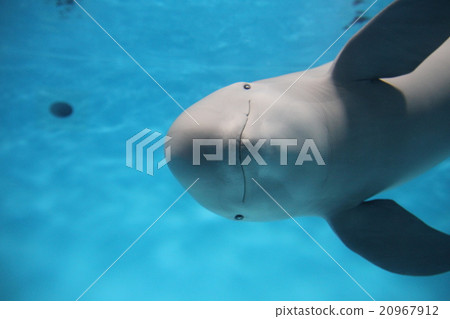 Finless Porpoise 20967912